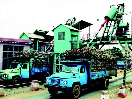 甘蔗翻板輸送機甘蔗輸送機案例